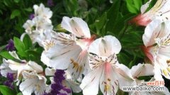 揭开山茶花花语背后的虚伪面纱 花语之虚伪——以山茶花为主题的探究