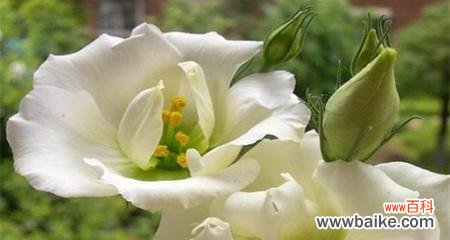 玫瑰花的浪漫花语与爱情故事 一见钟情的花语之玫瑰