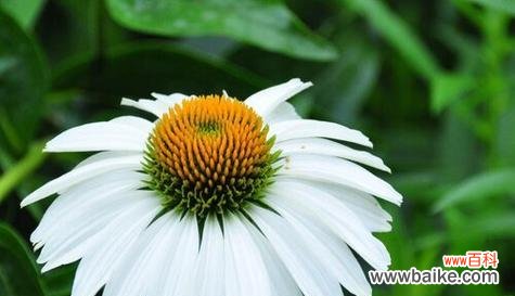 用向日葵花语描绘阳光的温暖与快乐 以向日葵花语为主题的阳光之美