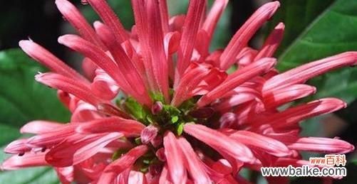 探秘妖艳花卉的奇妙魅力 妖艳之花