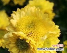 探究绿色菊花的象征意义及其文化内涵 绿色菊花