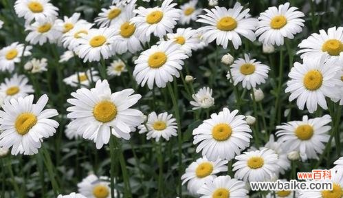 绿菊花的祝福和希望 绿菊花的花语及象征意义