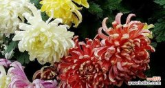 绿菊花的祝福和希望 绿菊花的花语及象征意义