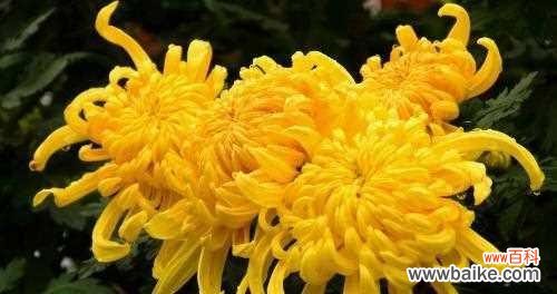 探索菊花背后的文化秘密 菊花的象征意义与寓意