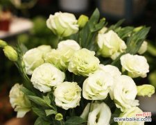 传递希望与坚持的美丽之花 桔梗花的寓意及象征意义