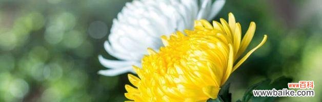 深入探究菊花的象征与含义 菊花的象征意义及文化内涵