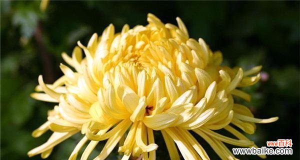 深入探究菊花的象征与含义 菊花的象征意义及文化内涵