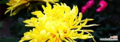 菊花的美丽与深远寓意 菊花的特点和象征意义