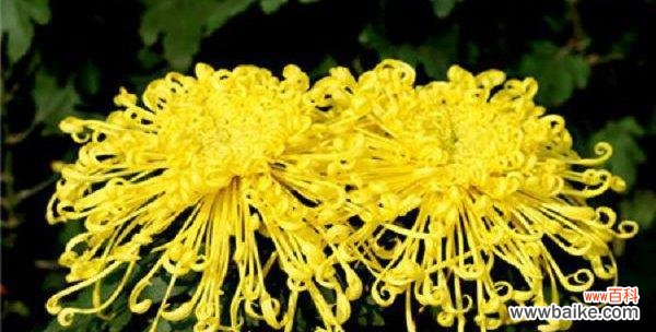 传达爱与美的粉色芬芳 粉色菊花的花语