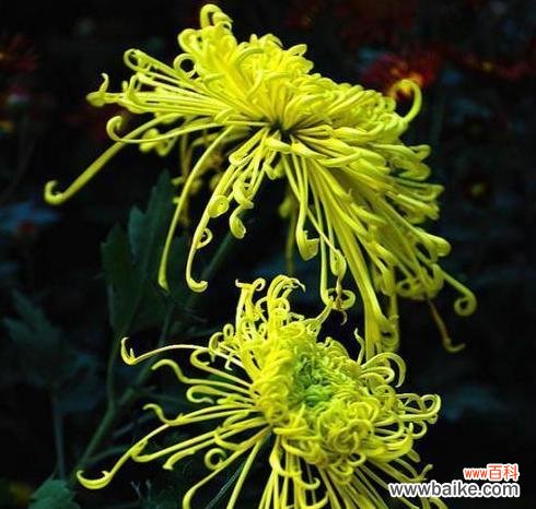 传达爱与美的粉色芬芳 粉色菊花的花语