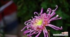 传达爱与美的粉色芬芳 粉色菊花的花语