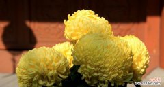 揭秘菊花的神秘面纱 菊花的象征意义与文化传承