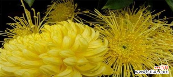 菊花花语的深刻寓意与象征 菊花花语