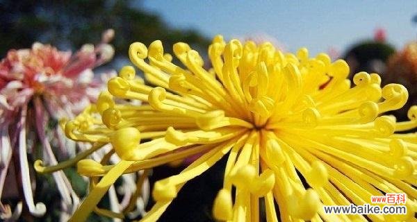 探寻菊花的象征意义 菊花花语的深意与传承