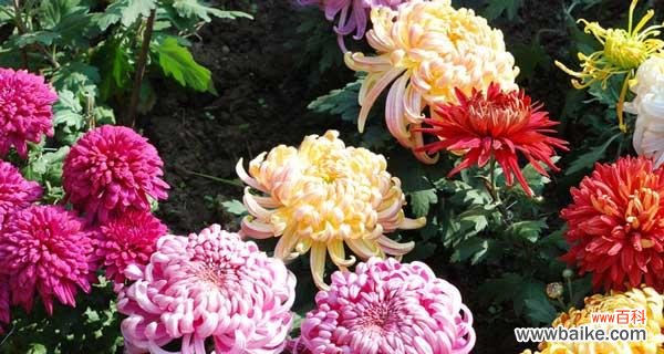 深入解读菊花的文化内涵与美学价值 菊花的寓意与象征意义