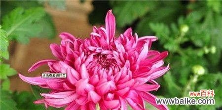 深入解读菊花的文化内涵与美学价值 菊花的寓意与象征意义