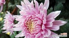 深入解读菊花的文化内涵与美学价值 菊花的寓意与象征意义