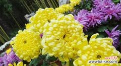 探寻菊花象征的含义与文化意义 菊花的美丽寓意