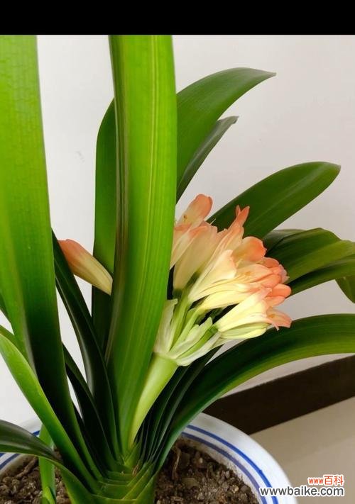 品味高贵的君子兰 君子兰的花语——高尚与优雅的象征