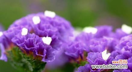 一朵盛开的红玫瑰 花语中的永恒爱意