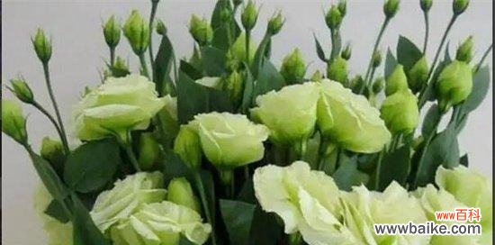 一朵盛开的红玫瑰 花语中的永恒爱意