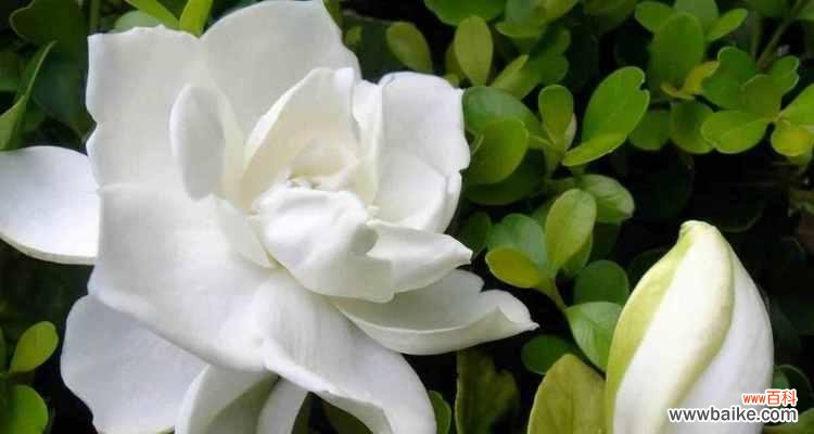 一朵盛开的红玫瑰 花语中的永恒爱意