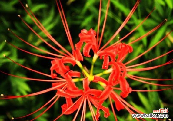 以百合花为主题 永恒的守护——百合花语