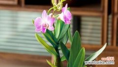 探索花朵中永生的奥秘 永生之花-寿命无尽的花朵