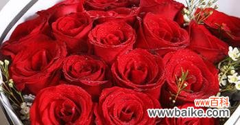 红玫瑰花语传递着永恒的爱情誓言 永远爱你——以红玫瑰花语为主题的文章