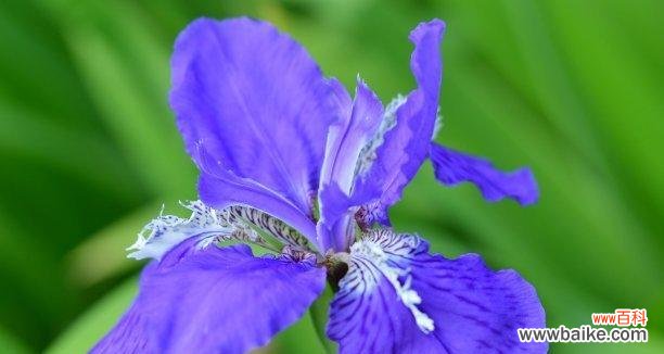 兰花的魅力与优雅之美 优雅的花语——以兰花为主题