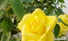 以太阳花为纽带 友谊之花——向日葵的花语