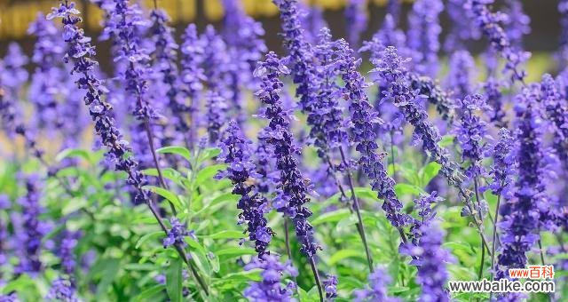 相遇 《遇见的花语》