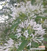 探寻玫瑰花语中隐含的欲望与激情 欲望之花