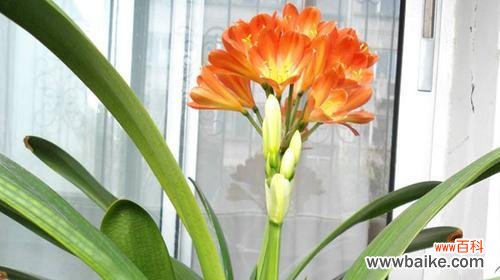 探寻君子兰的修身养性之美 君子兰花语与寓意