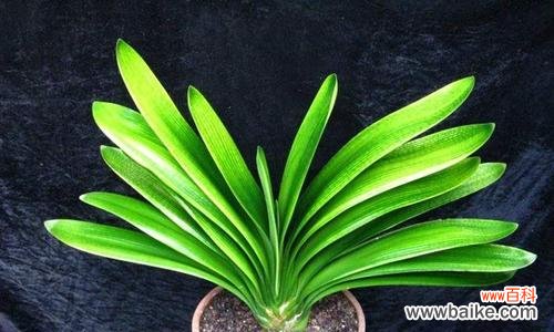 探寻君子兰的修身养性之美 君子兰花语与寓意