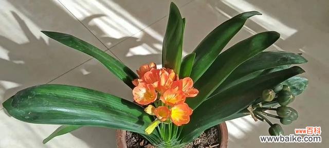 探寻君子兰的意义与象征 以君子兰的寓意为主题的文章