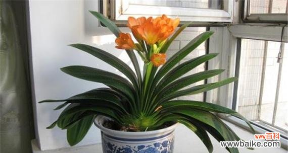 揭秘君子兰背后的隐含讯息 探寻君子兰的寓意与象征意义