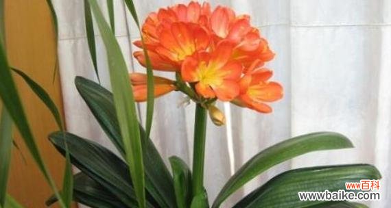 揭秘君子兰背后的隐含讯息 探寻君子兰的寓意与象征意义