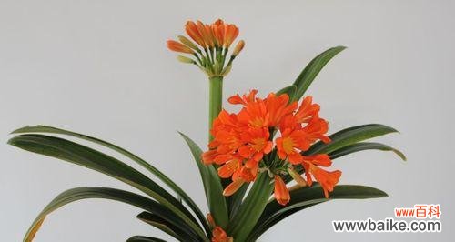 探索君子兰背后的道德品质与美学价值 君子兰的象征意义与启示