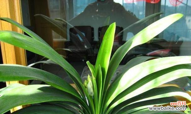 探索君子兰背后的道德品质与美学价值 君子兰的象征意义与启示