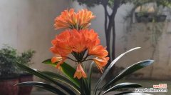 探寻君子兰之美与内涵 以君子兰为象征的高尚品质