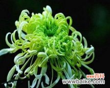 探索菊花的象征意义 中国菊花文化的寓意与传承