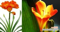 君子兰花语的美丽启示 以君子兰花语象征与寓意