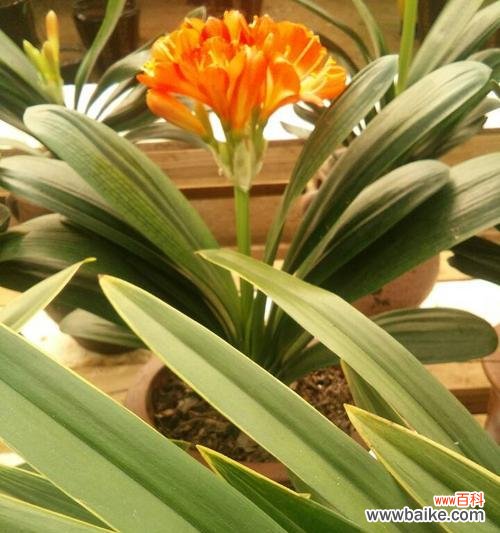 探索君子兰的美丽含义与文化传承 以君子兰花语为主题的文章