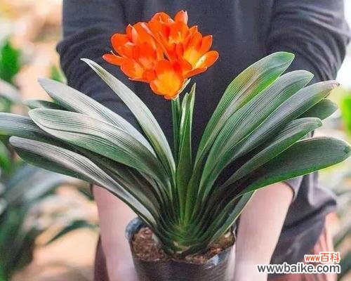 君子兰的坚毅与纯洁 以君子兰为象征的精神