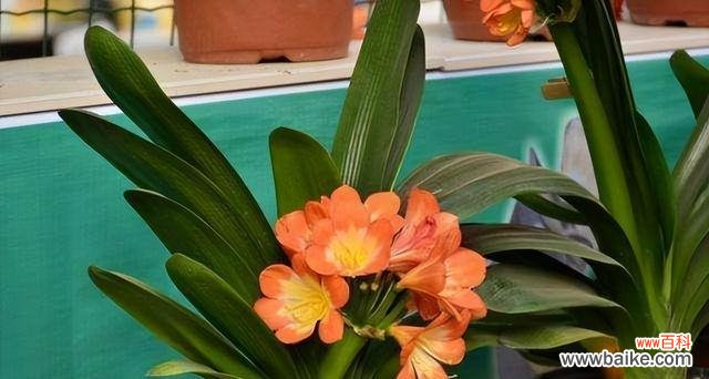 探寻君子兰开花的象征意义 君子兰开花的寓意与意义