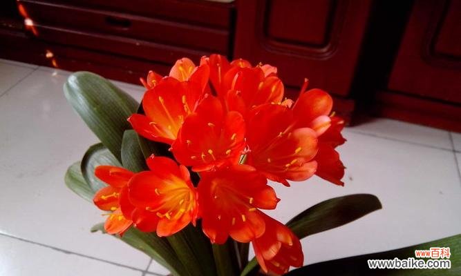 以君子兰开花的寓意和象征意义 君子兰绽放,传递着美好的寓意