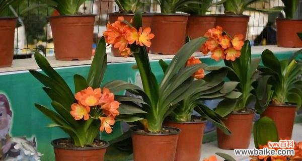 以君子兰开花的寓意和象征意义 君子兰绽放,传递着美好的寓意