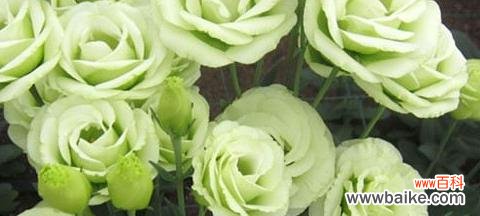 探寻真诚的力量 真诚之花