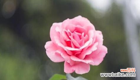 探寻百合花语中真诚的内涵 以百合花为象征的真诚之心